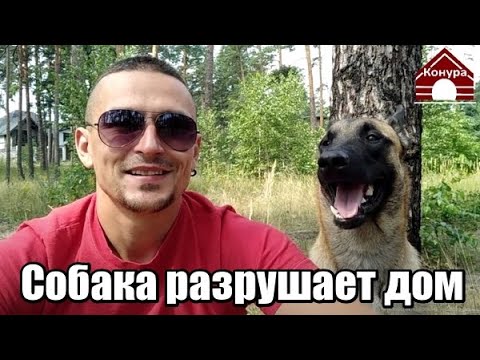 Видео: Как отучить щенка (или взрослую собаку) все жевать