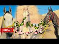 Mushka ghora for sale  dancer nukra ghora  horse for sale in pakistan