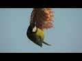 bird beauty