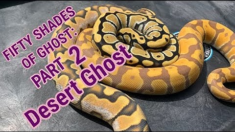 FIFTY SHADES OF GHOST: PART 2 DESERT GHOST | BALL PYTHON BREEDING | PRECIOUS PYTHONS