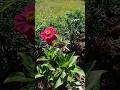 Flower 🌸kashmir video #travel #like #comment #subcribe #