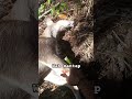 "Rezeki Anak Rimba! Perjuangan Menembus Hutan Belantara Papua Akhirnya Terbayar 🏹🌿" #shortsfeed