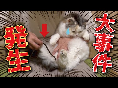 【事件】猫のおしりからヒモ状のものが…！【関西弁でしゃべる猫】