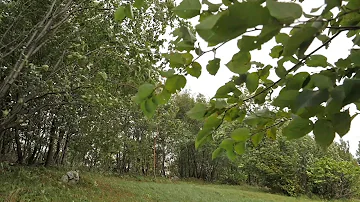 Swaying Trees in The Wind, Rumbling Leaves, Relaxing Wind