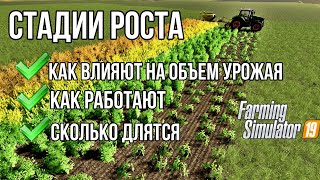 Стадии роста: как влияют на объем урожая, сколько длятся, как работают | Farming Simulator 19