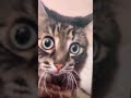The confusion is Real #fyp #cat #cats #catllover