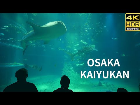 OSAKA JAPAN/ Walking Tour in Kaiyukan Aquarium 2024. [4K HDR]