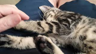 Cute kitten purring