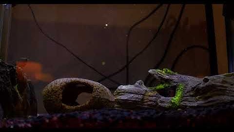 DJI X5R 4K @1.8 gbps Fire mouth, Oscar, and Geos