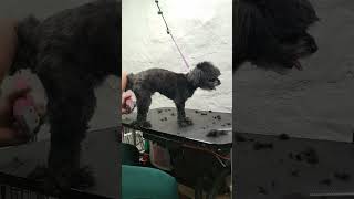 Grooming the happiest little Havanese. by Fuzzies Pet Grooming 141 views 1 year ago 52 minutes