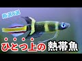 【脱・初心者】水槽が劇的に垢抜ける！「厳選」名脇役熱帯魚8選【淡水魚 アクアリウム】