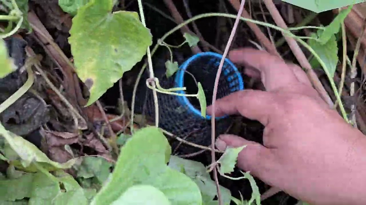 อย่าหาทำ ทดลองเหยื่อ ดักปลาไหล