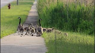 Wildlife Relaxation Ep. 6 - Baby Geese Family Picnic