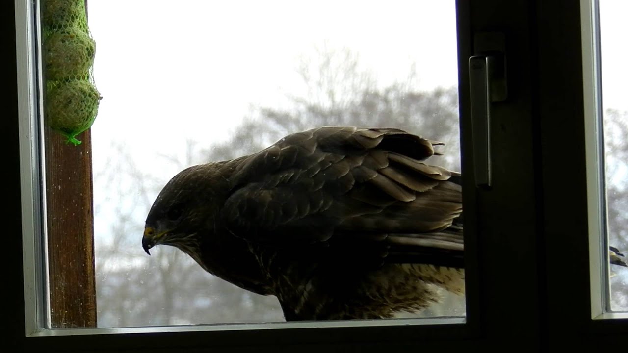窓辺で肉を食べるヨーロッパノスリ Youtube
