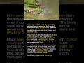 Why 20,000 Emus Defeated the Australian Army