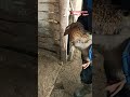 Подготовка к весенней охоте с подсадными #hunting #duck