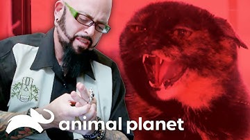 Misbehaving Cats 😼 | My Cat from Hell | Animal Planet