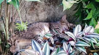 Cats sleeping in the garden (They each have a favorite spot of their own) #catlover  #cat