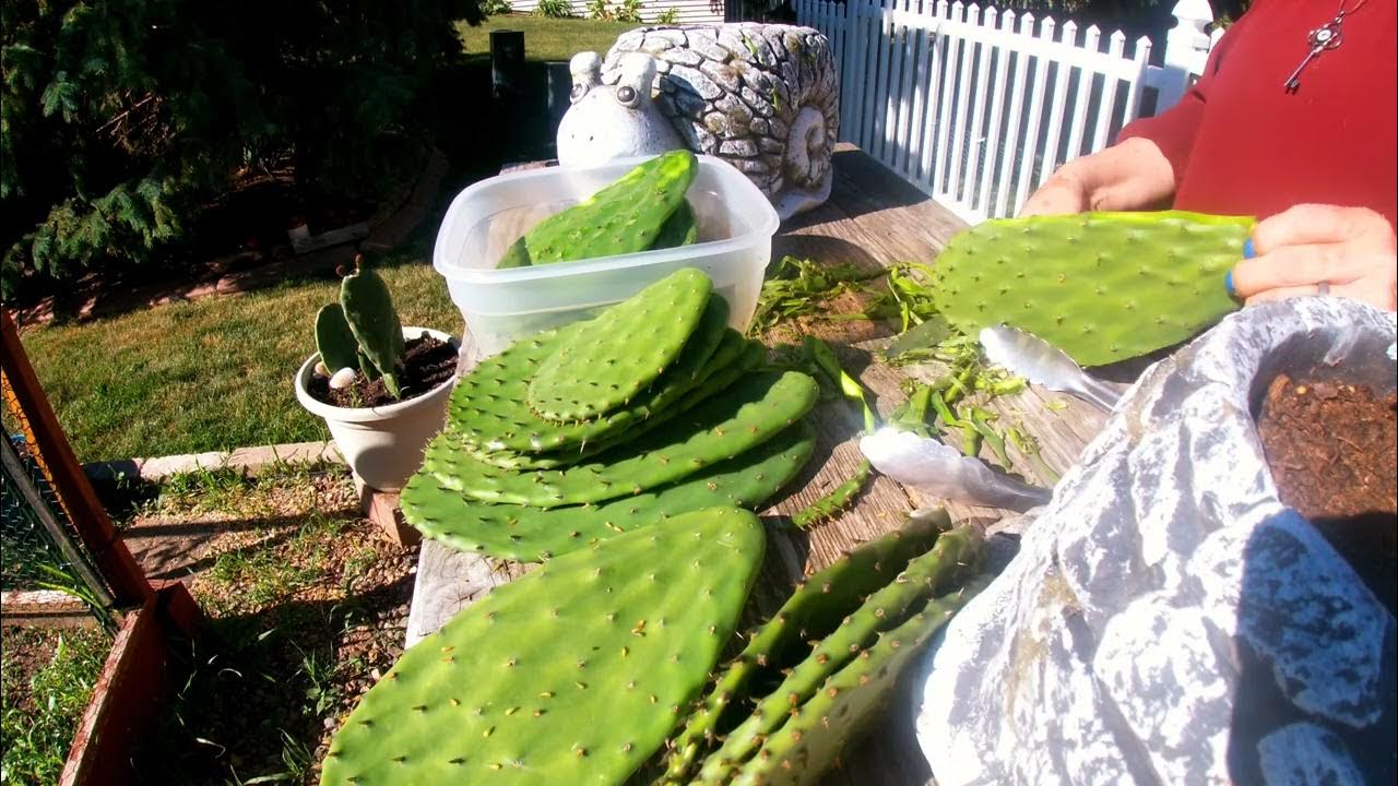 Tutorial How to peel your nopales (Cactus 🍃Leaves ) thorny no problem