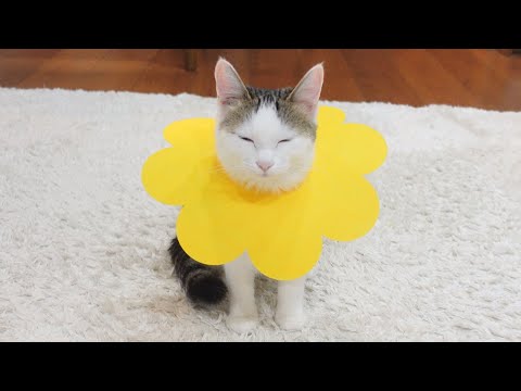 お花のエリザベスカラーを試着するねこ。 -Cats try on flower  shaped Elizabethan colors.-