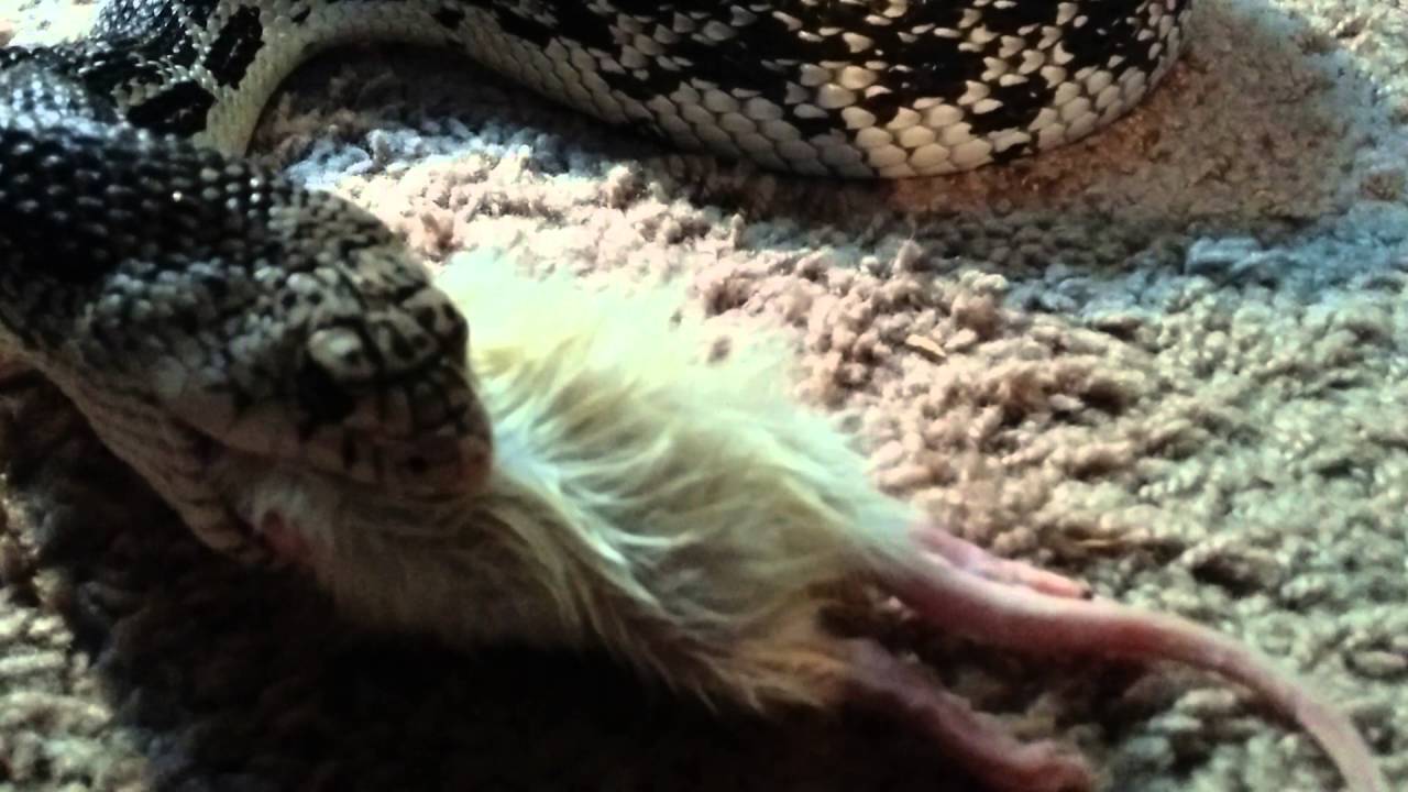 Image showcasing Northern pine snake eating a frozen thawed rat - YouTube