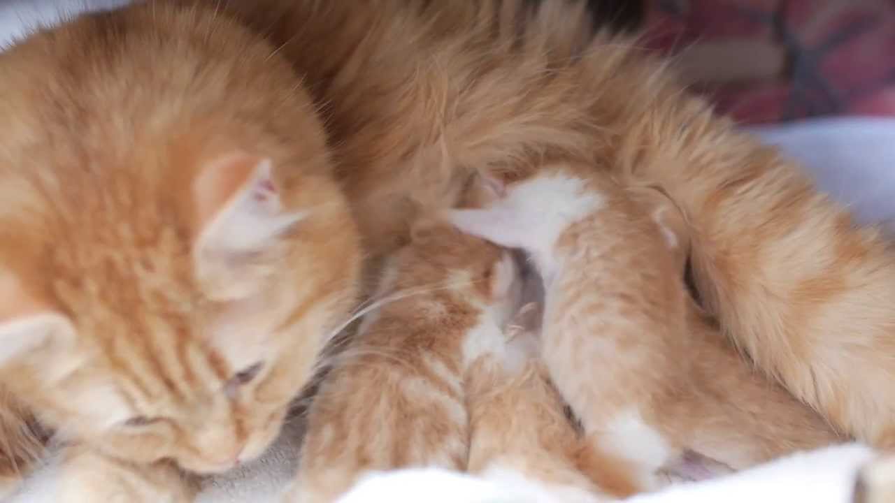 マンチカン３兄妹 誕生翌日の３匹の子猫 Birth Of Three Cats Youtube