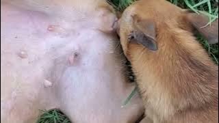 Dogs meeting | dogs mating | meeting | Mating #meeting #mating #dog #dogmating #animalmeeting