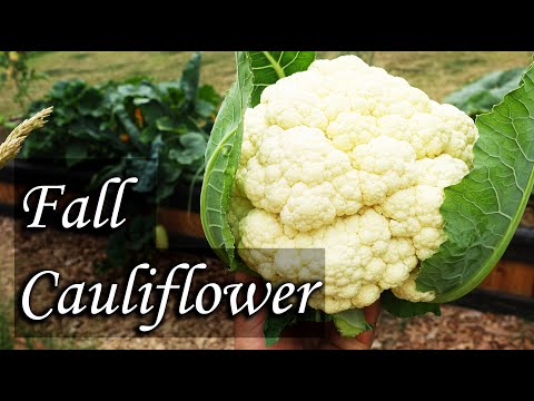 Video: Growing Cauliflower In The Fall