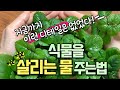 물 그냥 주면 말라요!🚨식물을 살리는 물주는 방법!🌿식물을 잘 기르는 특급비밀 노하우 대방출!😆💚