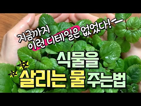 물 그냥 주면 말라요!🚨식물을 살리는 물주는 방법!🌿식물을 잘 기르는 특급비밀 노하우 대방출!😆💚