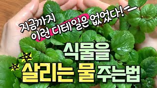 물 그냥 주면 말라요!🚨식물을 살리는 물주는 방법!🌿식물을 잘 기르는 특급비밀 노하우 대방출!😆💚