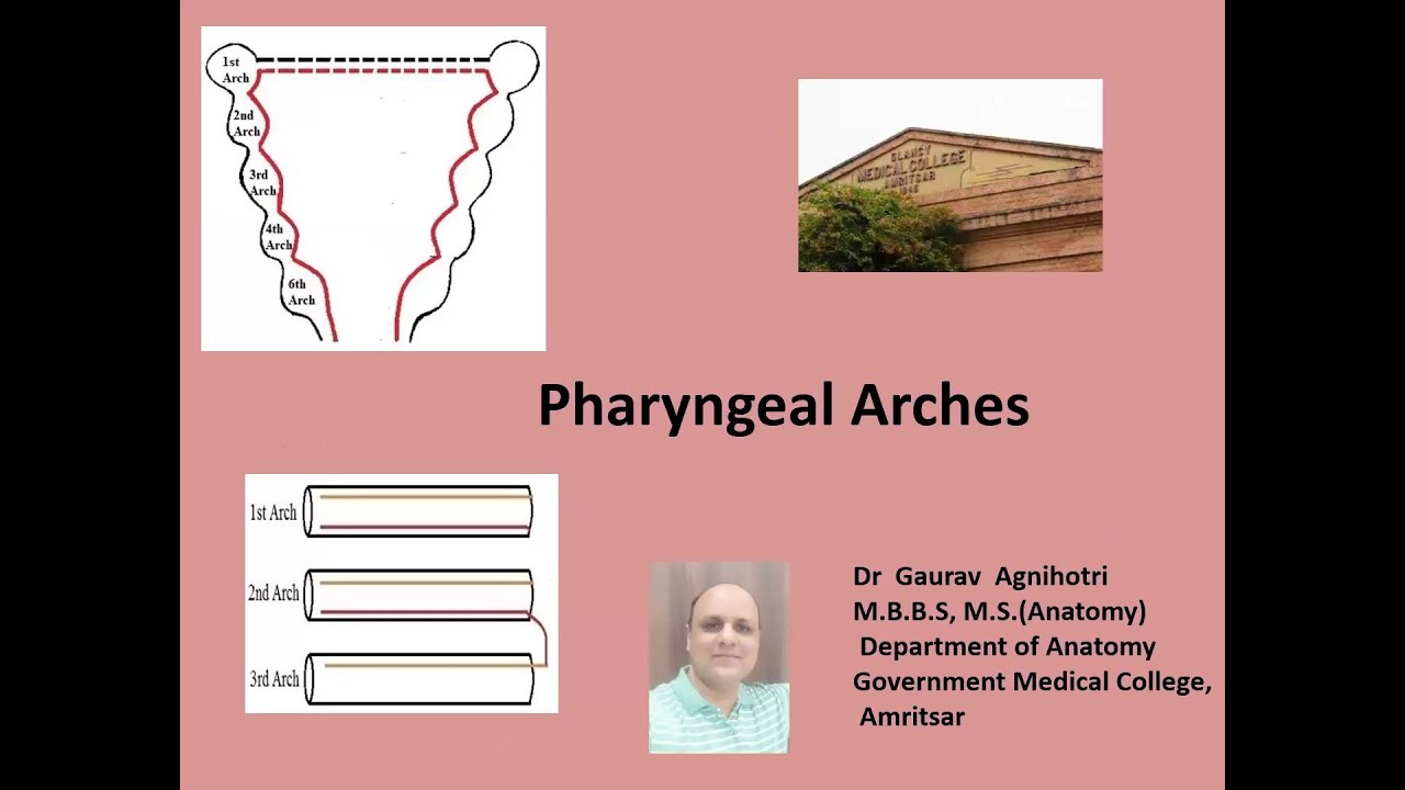 Pharyngeal Arches - YouTube