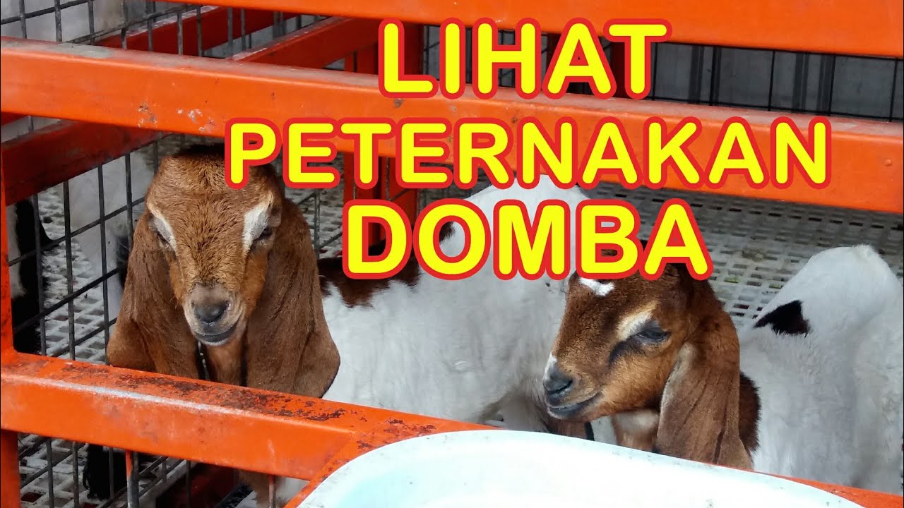 Melihat Peternakan Domba dan Kambing 