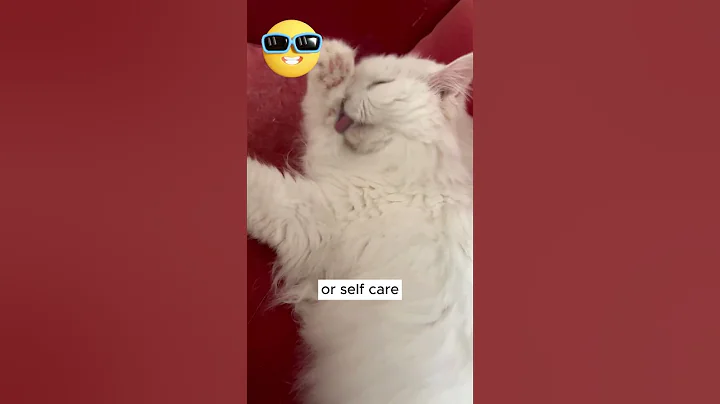 Video 3776371: cats funnycats catlover, bath grooming, kitty cat