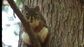 Exclusive Where American Red Squirrels Live | Destination WILD Profile