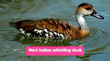 West Indian whistling duck (Dendrocygna arborea)