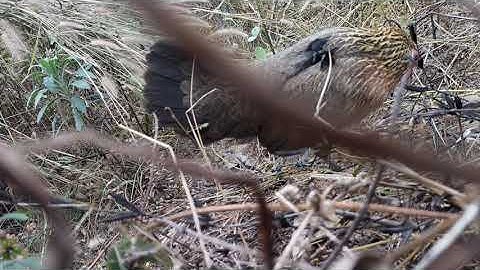 เสียงไก่ป่าร้องหาคู่รัก,ສຽງໄກ່ປ່າຮ້ອງຫາຄູ່, suab poj qaib qus see heev