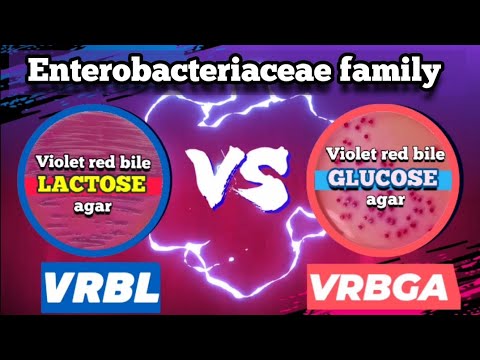 Video: Perbezaan Antara Coliform Dan Enterobacteriaceae