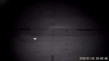 Foxing - pard nv007 night vision fox hunting with 223 rem