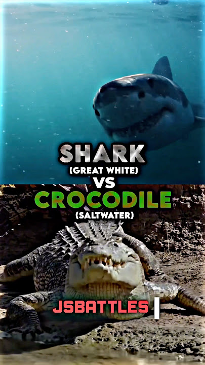 Great White Shark vs Saltwater Crocodile