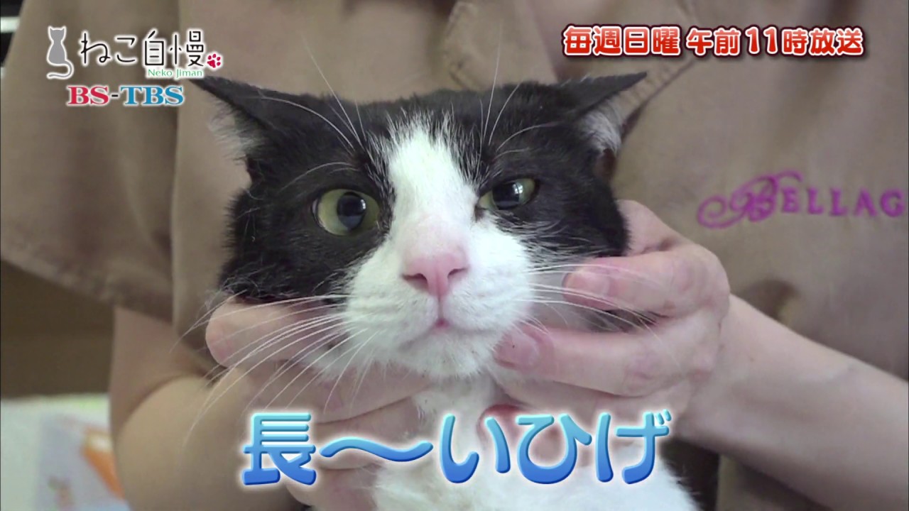 ねこ自慢#10ご出演ニャンコたち【8月4日OA】 YouTube
