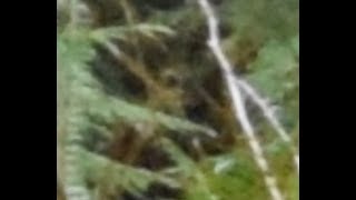 Episode 69 - The Forest People More Visible Than Ever!