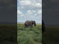 The Smartest Giant in the Animal Kingdom