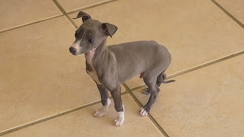 Developer Diary - Dev Log 5: The Consciousness Of The Penis