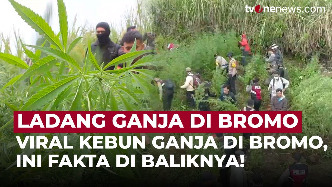 Heboh Ladang Ganja di Bromo, Kejari Lumajang: Itu Kasus Sudah Lama! | OneNews Updat