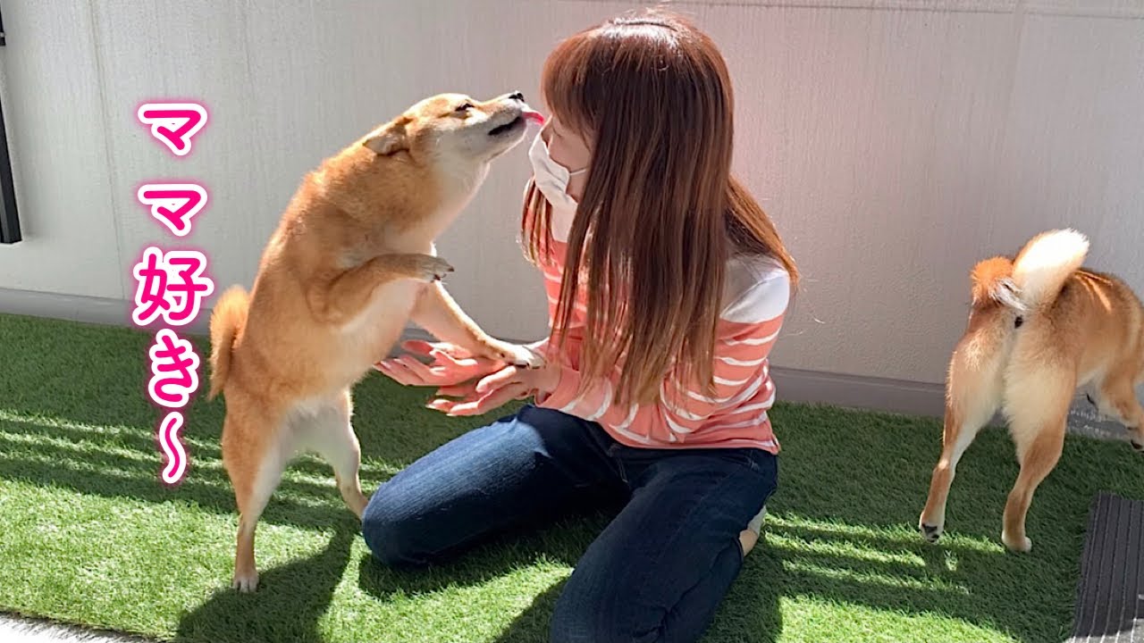愛犬に内緒で帰宅してベランダにいるドッキリをしたら反応が可愛すぎた！
