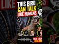 This Bird Can Talk Like Humans 😳🦜
