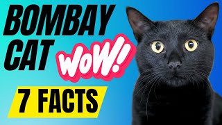 7 Most Incredible Bombay Cat Facts