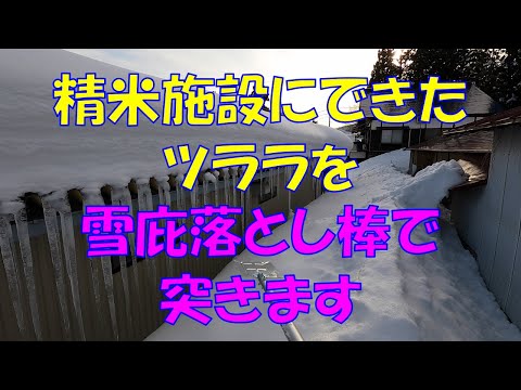 精米施設にできたツララを雪庇落としで突きます 美味しいお米 通販 長野県 信州 飯山 コシヒカリ 幻の米 農家 金崎さんちのお米 Youtube