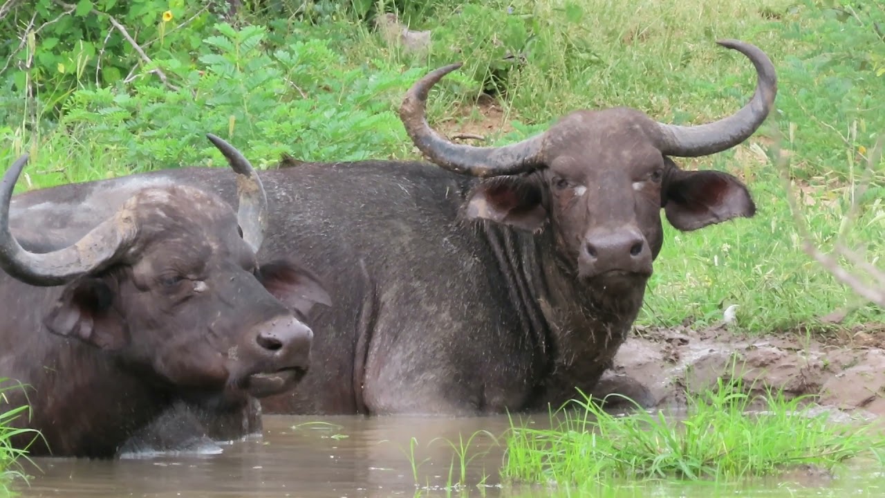 Buffalo wallowing